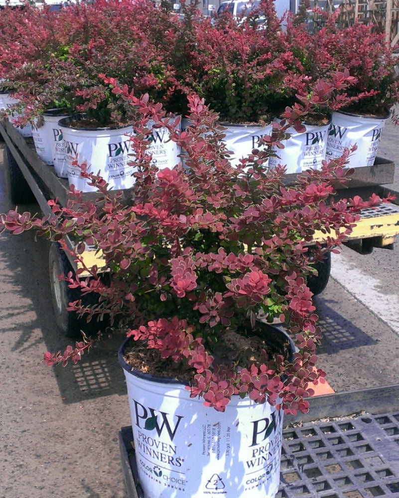 Sunjoy® Tangelo™ Barberry (Berberis thunbergii 'Sunjoy Tangelo') - QT -Ship Only