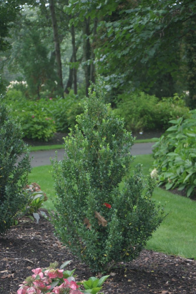 Sky Box™ Japanese Holly (Ilex crenata 'Sky Box') - QT -Ship Only