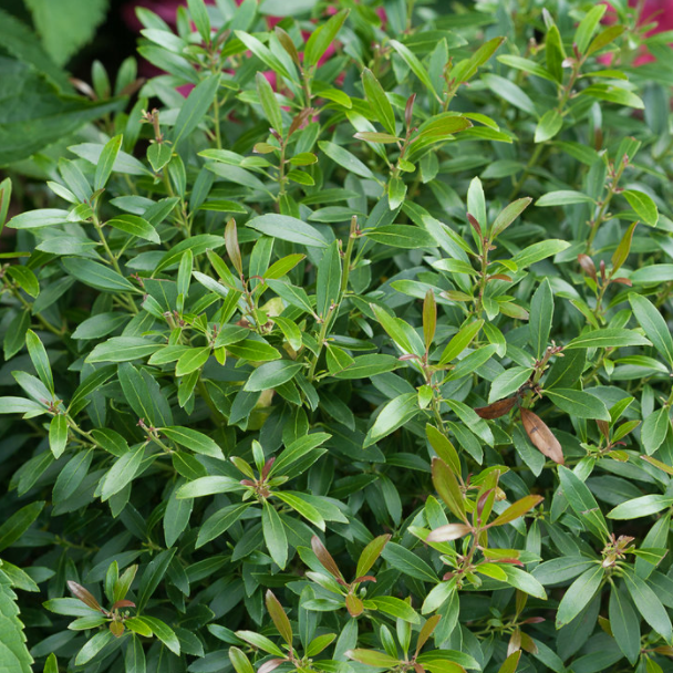 Gem Box® Inkberry Holly (Ilex glabra 'Gem Box') - QT -Ship Only
