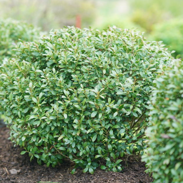 Strongbox® Inkberry holly (Ilex glabra 'Strong Box') - QT -Ship Only