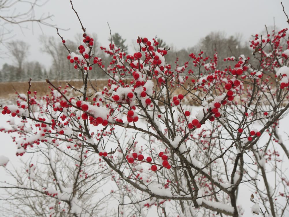 Berry Heavy® Winterberry Holly (Ilex verticillata 'Berry Heavy') - QT -Ship Only