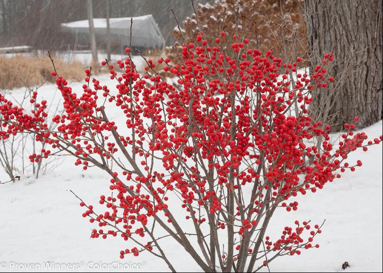 Proven Winners® Color Choice® Berry Poppins® Winterberry Holly (Ilex verticillata '‘Farrowbpop’') - QT -Ship Only