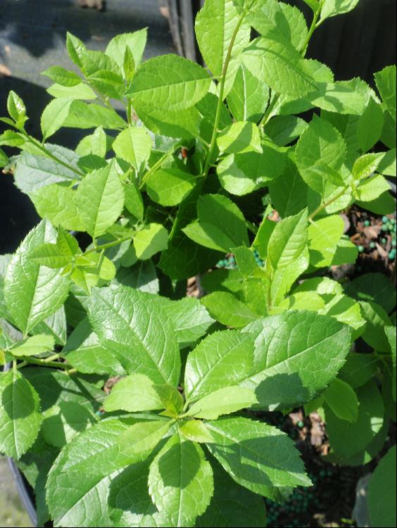 Mr. Poppins® Winterberry Holly (Ilex verticillata 'Mr. Poppins') - QT -Ship Only