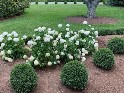 NewGen Independence® Boxwood (Buxus newgen 'Independence') - QT -Ship Only