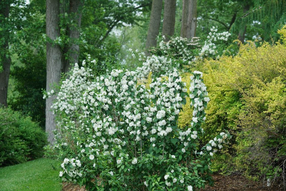 Illuminati Spice® Mock Orange (Philadelphus coronarius 'Illuminati Spice') - QT -Ship Only