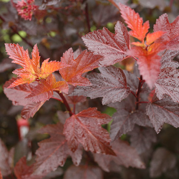Ginger Wine® Ninebark (Physocarpus O 'Ginger Wine') - QT -Ship Only