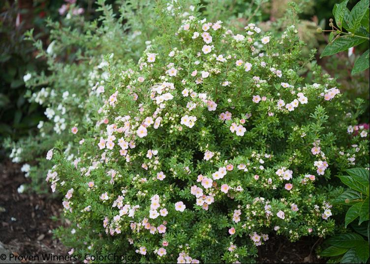 Proven Winners® Color Choice® Happy Face® Pink Paradise Cinquefoil (Potentilla fruticosa '‘Kupinpa’') - QT -Ship Only