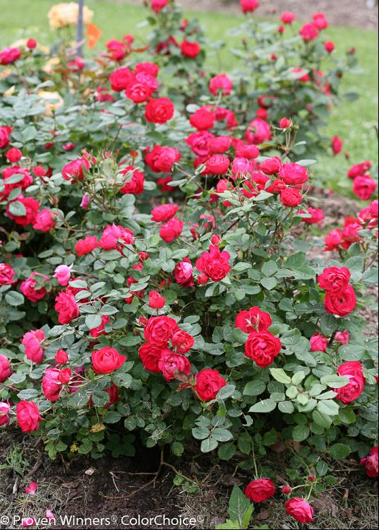 Oso Easy Double Red® Rose (Rosa 'Oso Easy Double Red') - QT -Ship Only