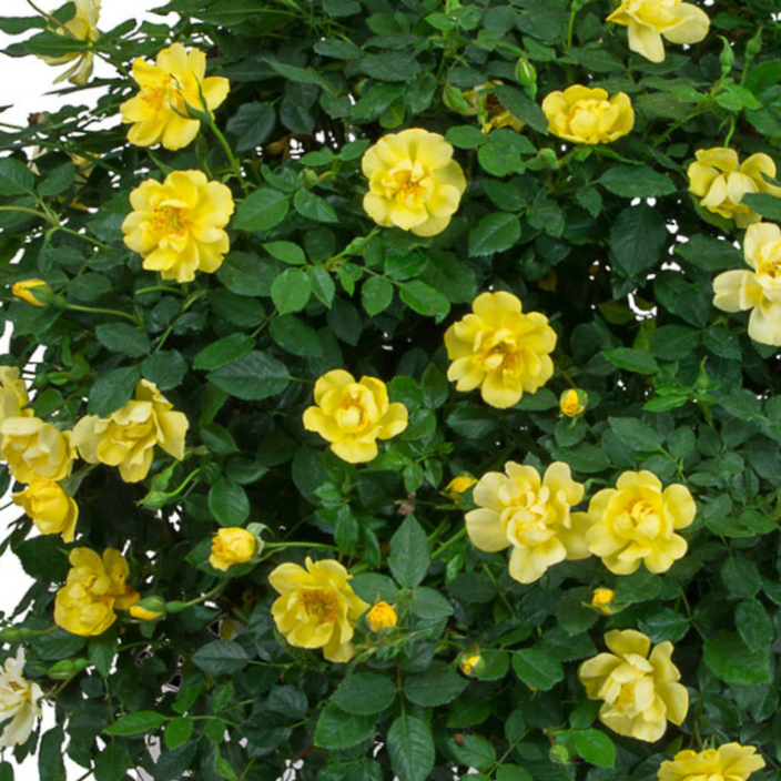 Rose Oso Easy Lemon Zest®  (Rosa 'Oso Easy Lemon Zest') - QT -Ship Only