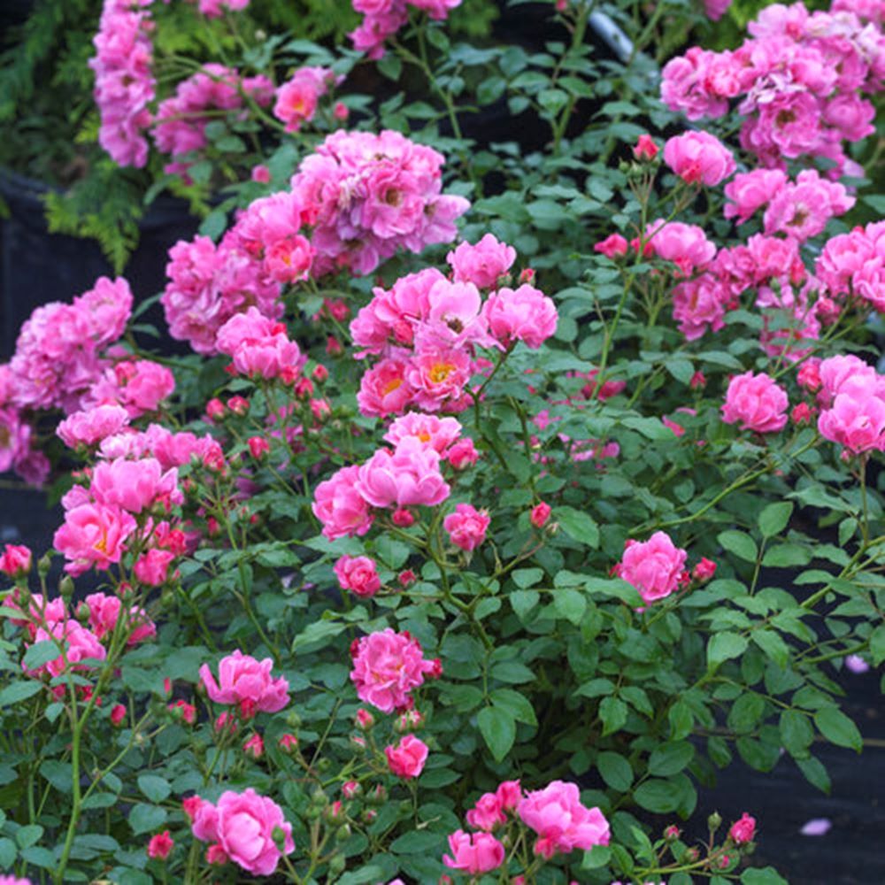 Oso Easy® Double Pink Rose (Rosa 'Oso Easy Double Pink') - QT -Ship Only