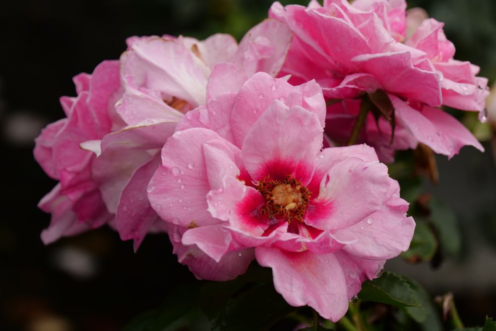 Ringo® Double Pink Rose (Rosa x Ringo® Double Pink (’ChewDelight’)) - QT -Ship Only