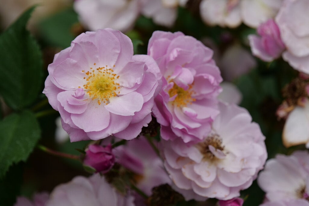 Rise Up Lilac Days™ Rose (Rosa rise 'Up Lilac Days') - QT -Ship Only