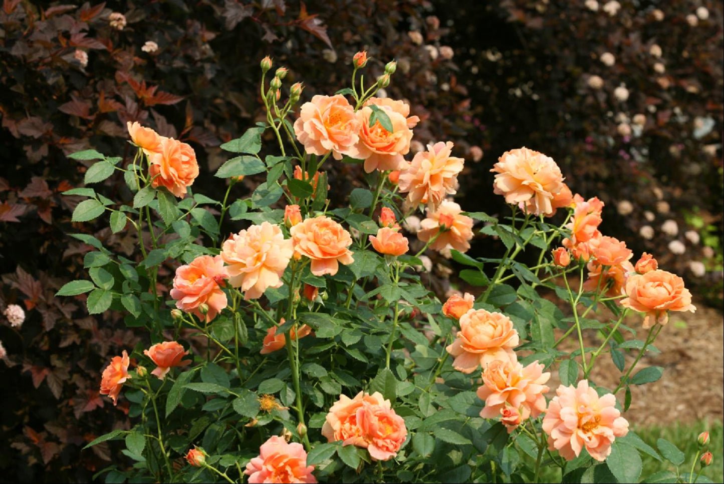 At Last® Rose (Rosa 'S At Last') - QT -Ship Only