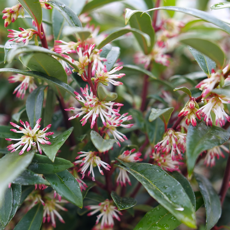 Sweet & Lo™ Fragrant Sweet Box (Sarcococca 'Sweet & Lo') - QT -Ship Only