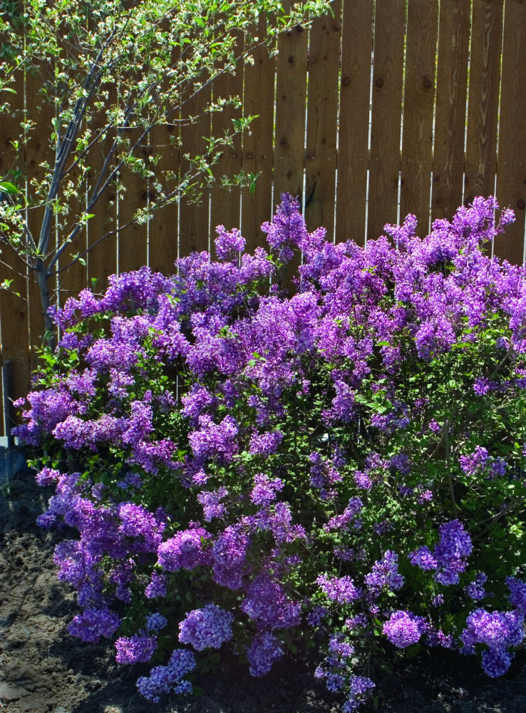 Bloomerang® Dark Purple Lilac (Syringa x 'Penda') - QT -Ship Only