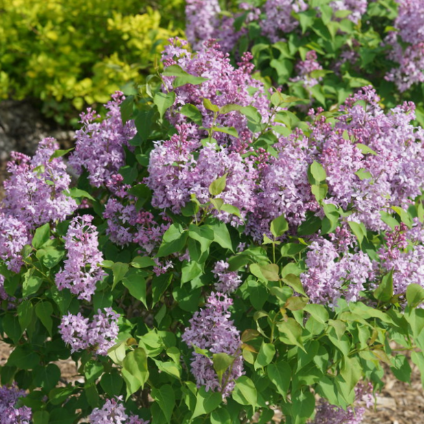 Scentara Pura® Lilac (Syringa x hyacin. 'Scentara Pura') - QT -Ship Only