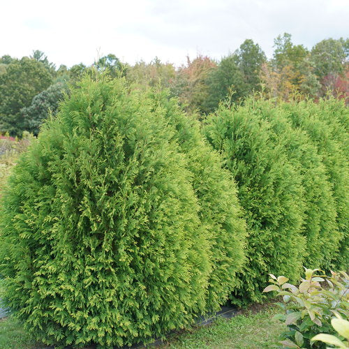Cheer Drops® Arborvitae (Thuja occidentalis 'Cheer Drops') - QT -Ship Only