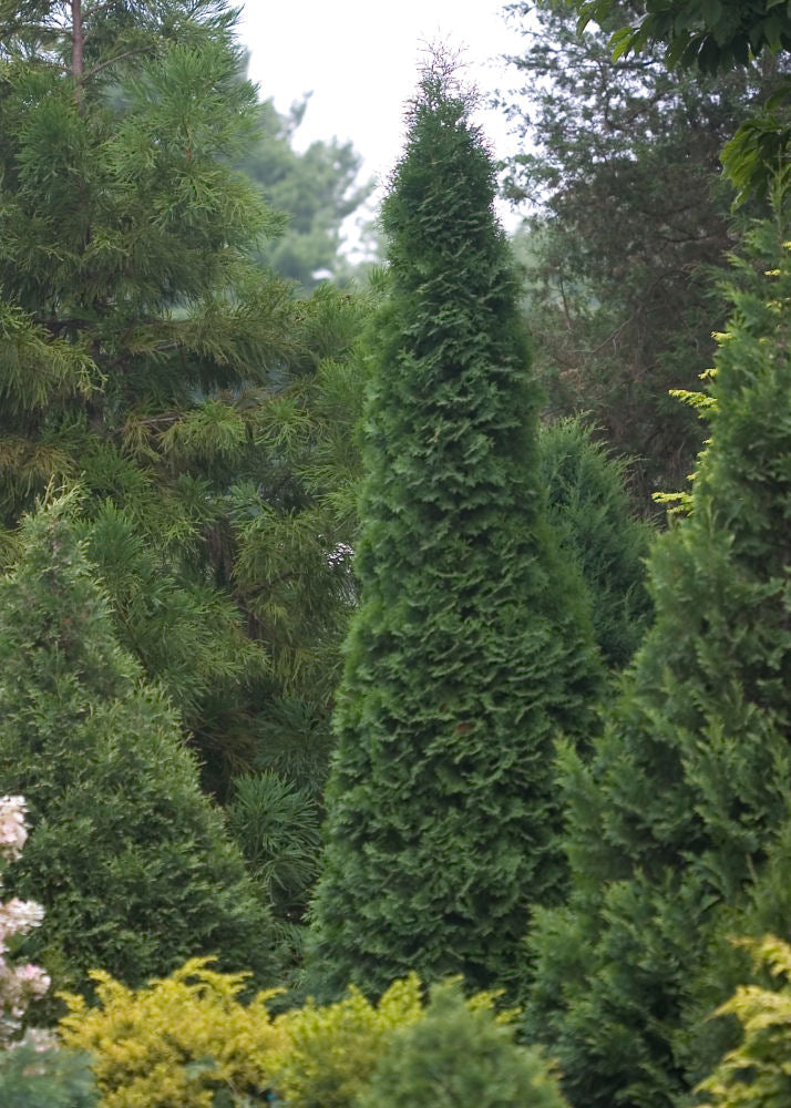 North Pole® Arborvitae (Thuja occidentalis 'Art Boe') - QT -Ship Only