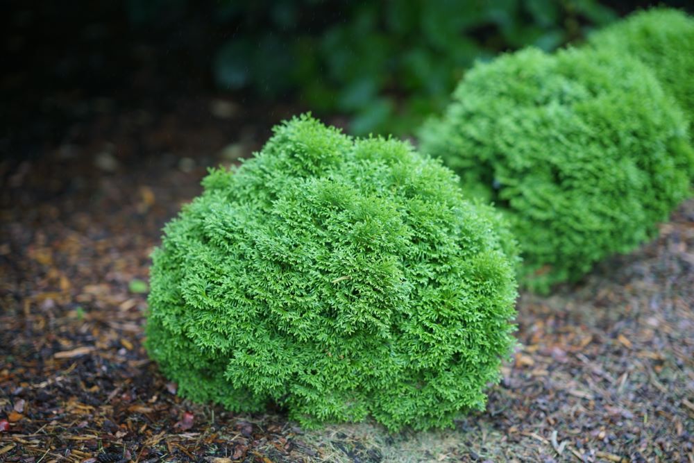 Tater Tot® Arbovitae (Thuja occidentalis 'Tater Tot') - QT -Ship Only