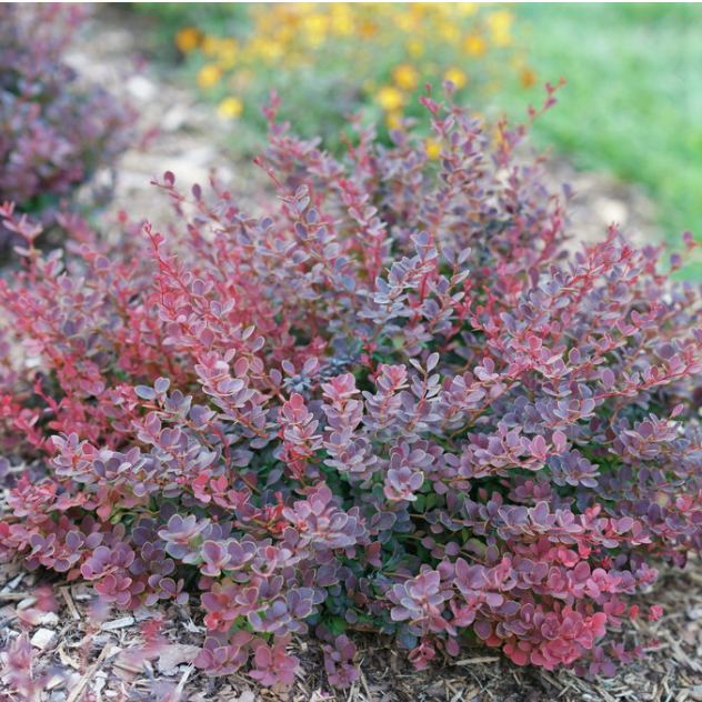 Sunjoy Mini Maroon® Barberry (Berberis thunbergii 'Sunjoy Mini Maroon') - QT -Ship Only
