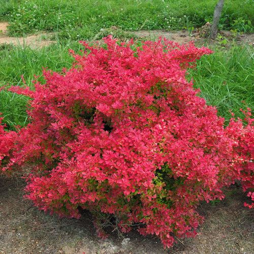 Sunjoy Neo® Barberry (Berberis thunbergii 'Sunjoy Neo') - QT -Ship Only