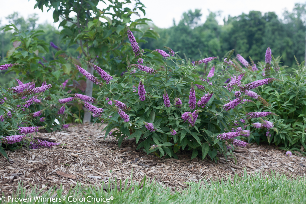 Proven Winners® Color Choice® Lo & Behold® Pink Micro Chip Butterfly Bush (Buddleia '‘Pink Micro Chip’') - QT -Ship Only