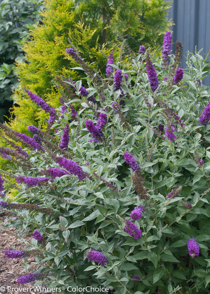 'Miss Violet' Butterfly bush (Buddleia x ’Miss Violet’) - QT -Ship Only