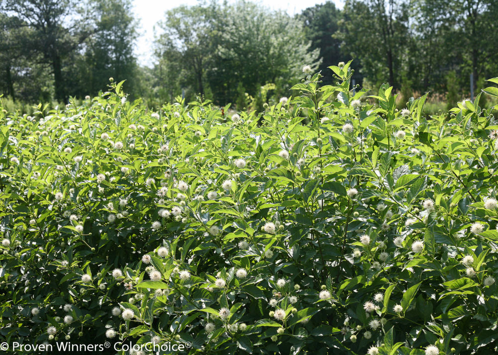 Sugar Shack® Buttonbush (Cephalanthus occidentalis ‘Sugar Shack’) - QT -Ship Only