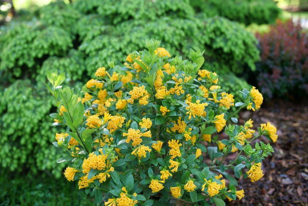 Juiced® Orange Jessamine (Cestrum corymbosum Juiced® Orange) - QT -Ship Only