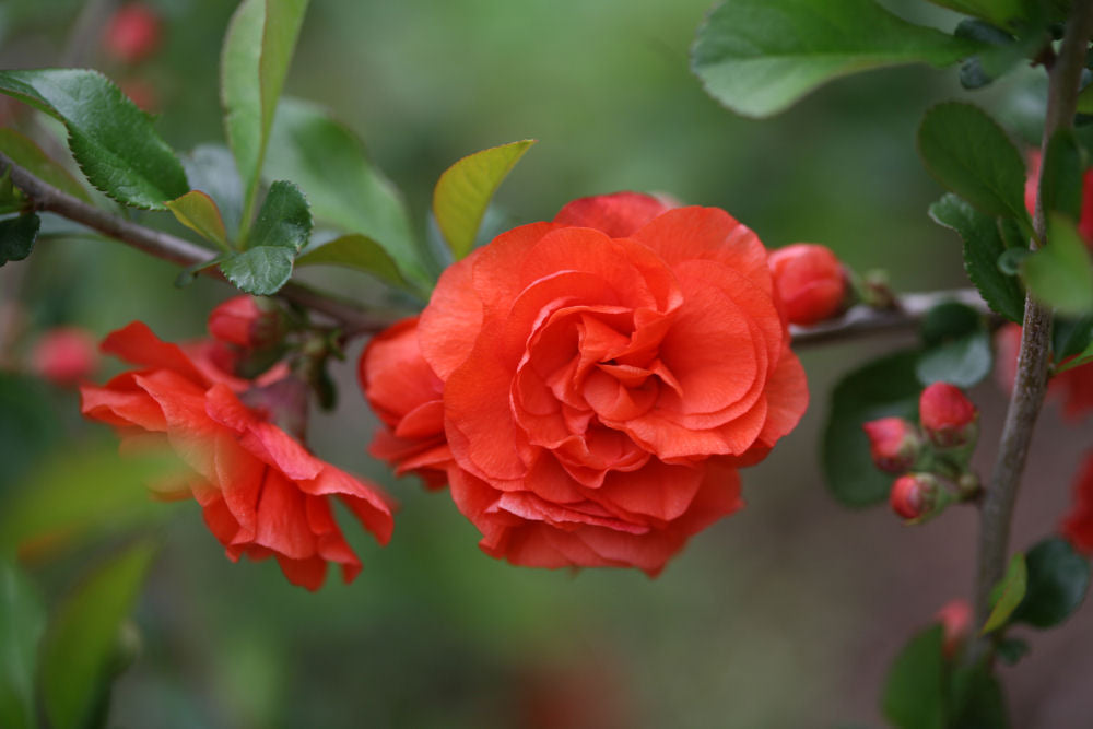 Proven Winners® Color Choice® Double Take Orange™ Quince (Chaenomeles speciosa 'Orange Storm') - QT -Ship Only