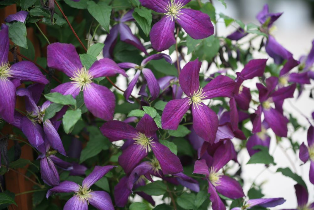 Happy Jack® Purple Clematis (Clematis x Happy Jack® Purple) - QT -Ship Only