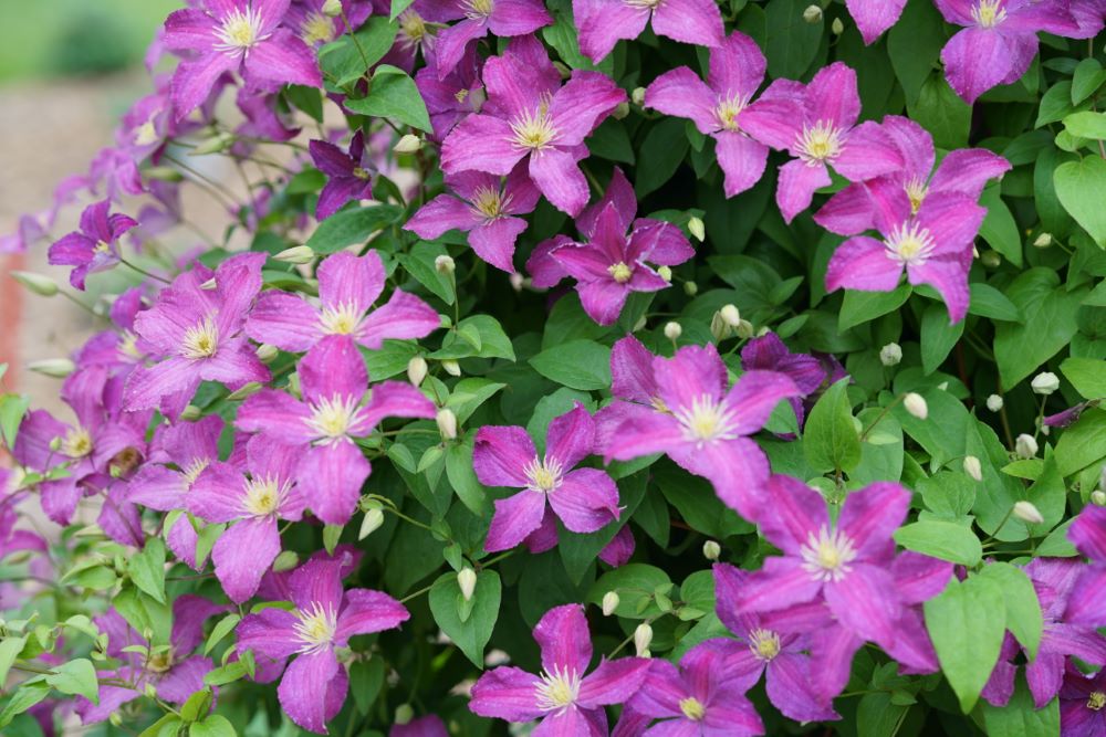 Jolly Good™ Clematis (Clematis Jolly Good™) - QT -Ship Only