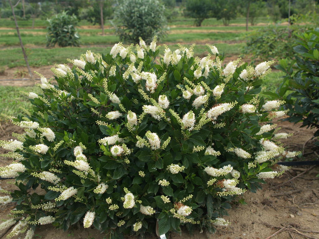 Proven Winners® Color Choice® Sugartina® Crystalina Summersweet (Clethra alnifolia ‘Crystalina’) - QT -Ship Only
