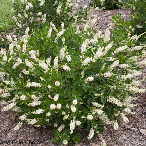 Vanilla Spice® Summersweet (Clethra vanilla 'Spice') - QT -Ship Only