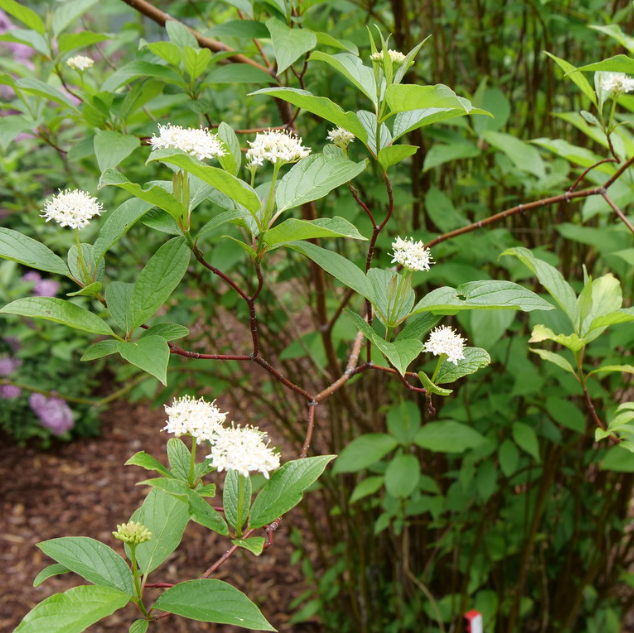 Red-Osier Dogwood (Cornus stolonifera 'Arctic Fire Red') - QT -Ship Only