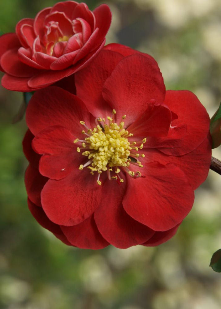 Proven Winners® Color Choice® Double Take Scarlet™ Quince (Chaenomeles speciosa '‘Scarlet Storm’') - QT -Ship Only