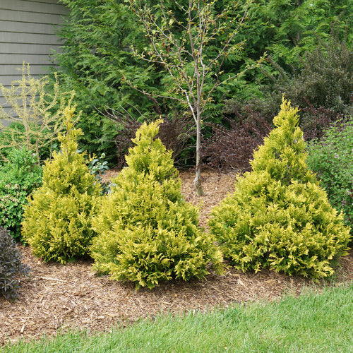 Proven Winners® Color Choice® Soft Serve® Gold False Cypress (Chamaecyparis pisifera 'FARROWCGMS') - QT -Ship Only