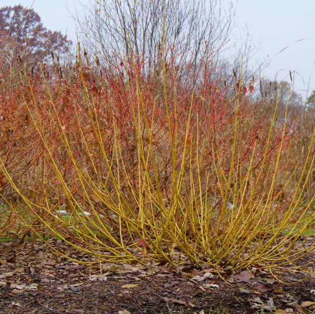 Red-Osier Dogwood (Cornus stolonifera 'Arctic Fire Yellow') - QT -Ship Only