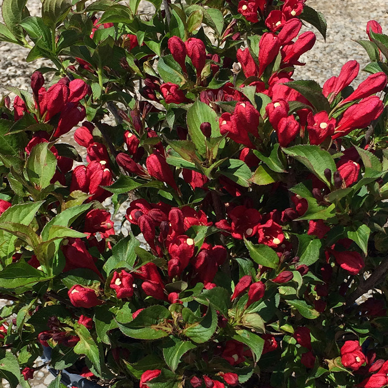 Proven Winners® Color Choice® Sonic Bloom® Red Reblooming Weigela (Weigela florida ‘Verweig 6’) - QT -Ship Only