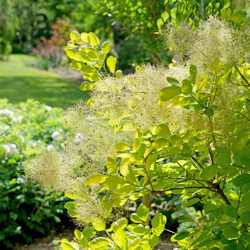 Winecraft Gold® Smokebush (Cotinus coggygria 'Winecraft Gold') - QT -Ship Only