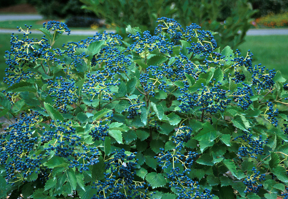 Blue Muffin® Arrowwood Viburnum (Viburnum dentatum 'Christom') - QT -Ship Only