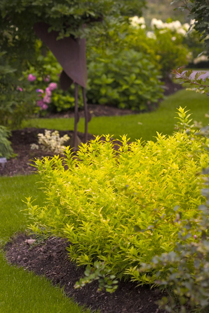 Chardonnay Pearls® Deutzia (Deutzia gracilis 'Chardonnay Pearls') - QT -Ship Only