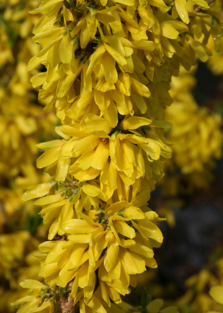 Proven Winners® Color Choice® Show Off Starlet® Forsythia (Forsythia x ‘Minfor6’) - QT -Ship Only