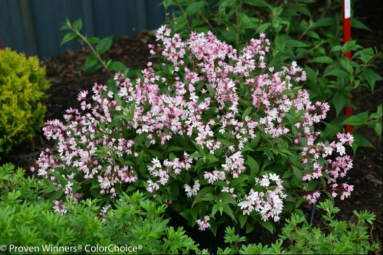 Yuki Cherry Blossom® Deutzia (Deutzia yuki 'Cherry Blossom') - QT -Ship Only