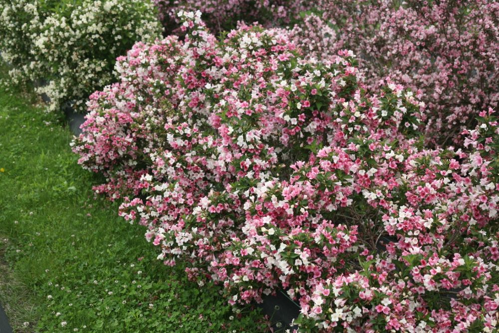 Proven Winners® Color Choice® Czechmark Trilogy® Weigela (Weigela FLORIDA 'VUKOZGemini') - QT -Ship Only