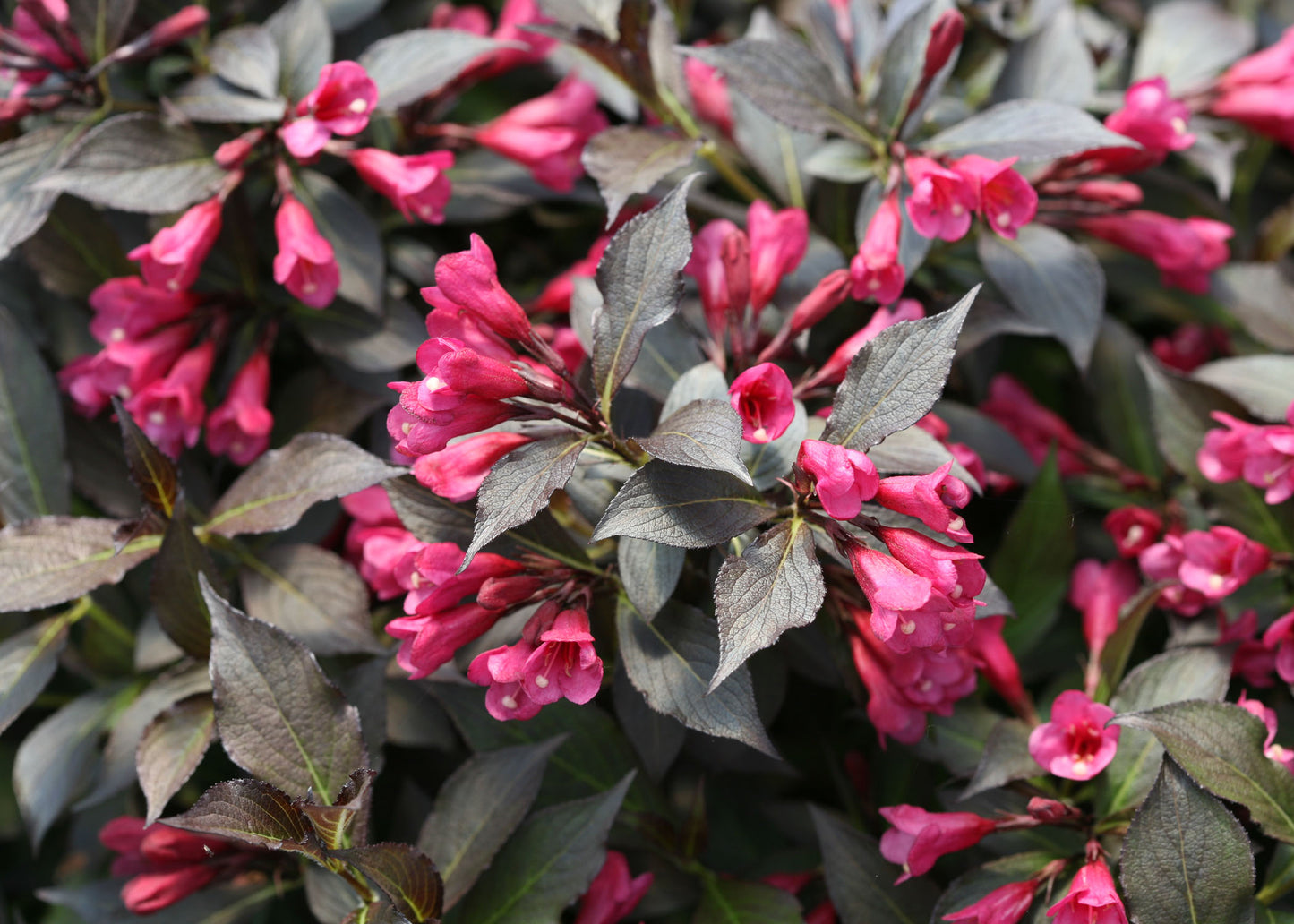 Spilled Wine® Weigela (Weigela spilled 'Bokraspiwi') - QT -Ship Only