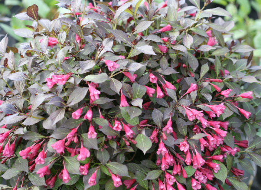 Midnight Wine Shine® Weigela (Weigela florida 'Elvera') - QT -Ship Only