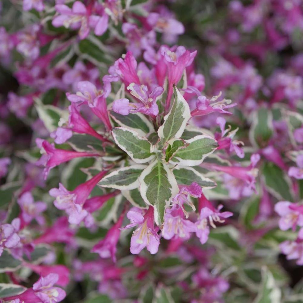 My Monet Purple Effect® Weigela (Weigela 'My Monet Purple Effect') - QT -Ship Only