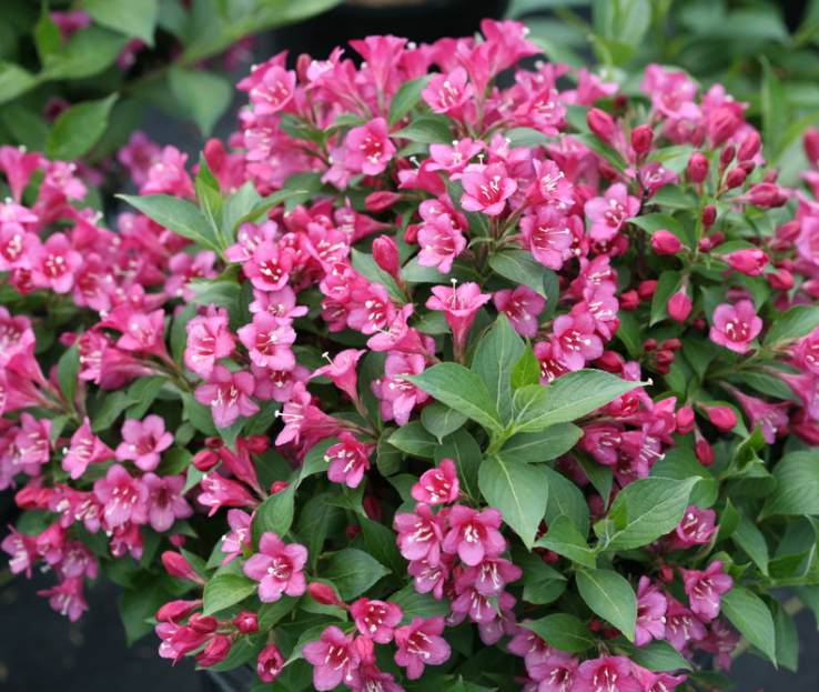 Weigela Snippet® Dark Pink (Weigela 'Snippet Dark Pink') - QT -Ship Only