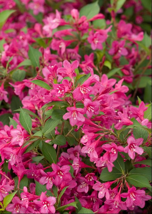 Sonic Bloom® Pink Weigela (Weigela sonic 'Bloom Pink') - QT -Ship Only